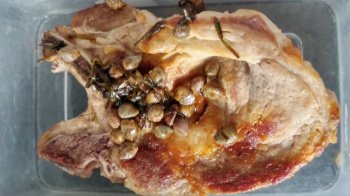 Côtes de porc au citron et aux câpres