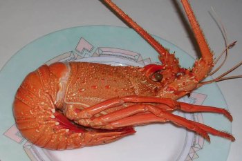 Quiche aux queues de langoustes