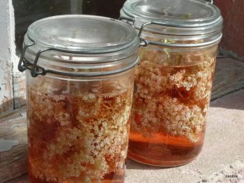 Vin de sureau facile