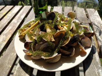 Clams au caviar végétal