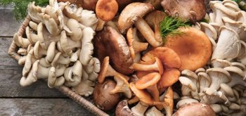 Tout savoir sur les champignons, bienfaits et idées de recettes