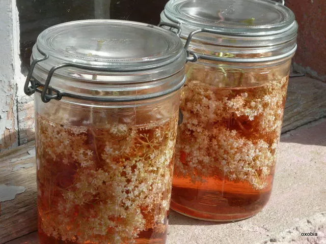 Recette de Vin de sureau facile