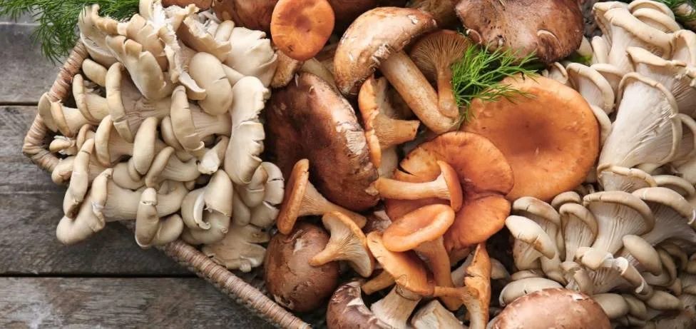 Tout savoir sur les champignons, bienfaits et idées de recettes