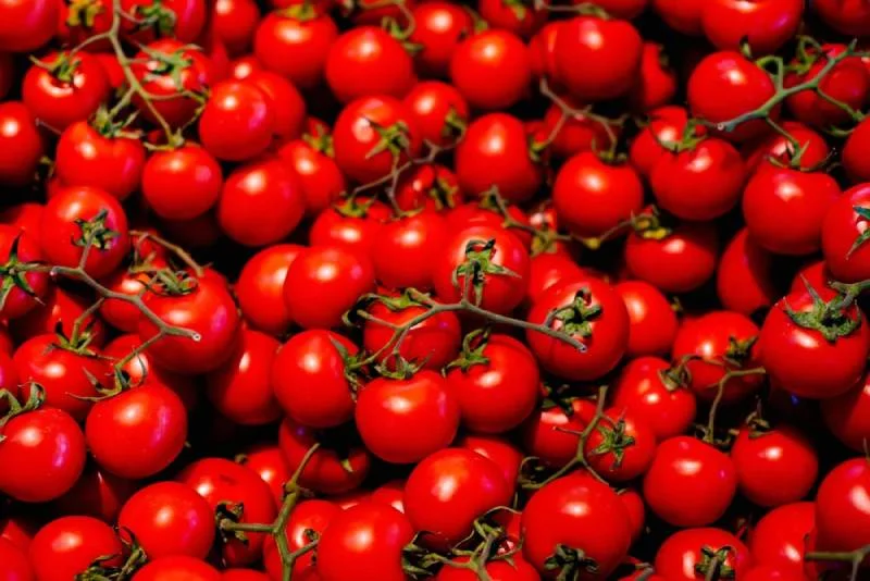 Les tomates : bienfaits, variétés et astuces pour les cuisiner