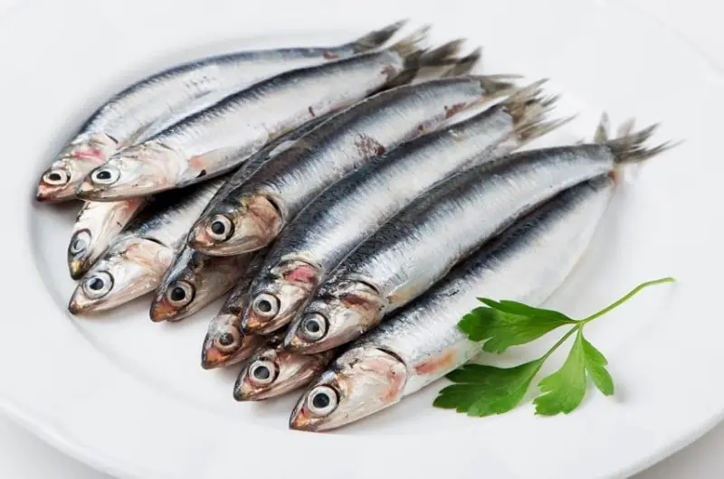 Anchois