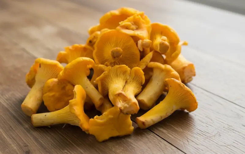 Chanterelle