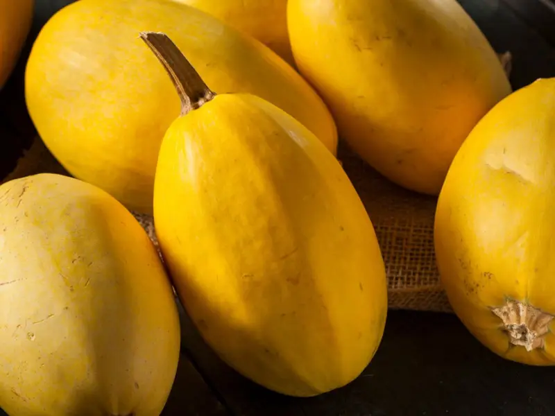 Courge spaghetti