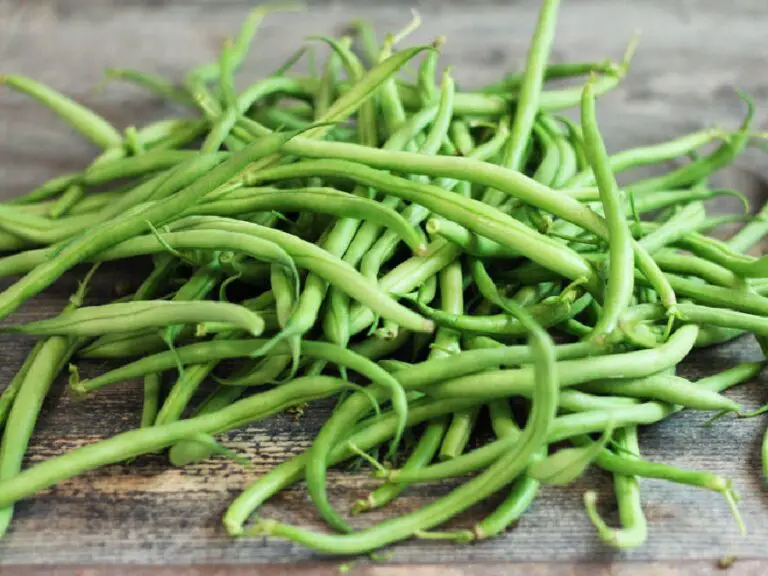Haricot vert