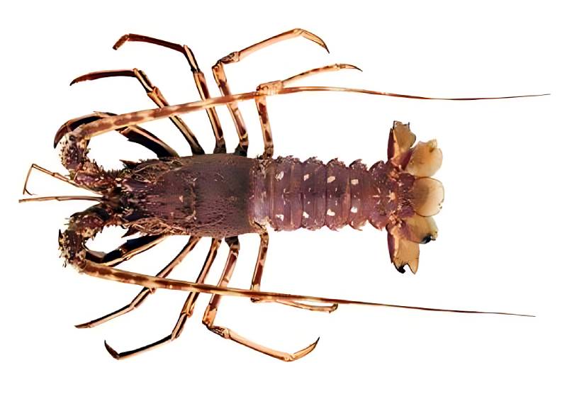 Langouste