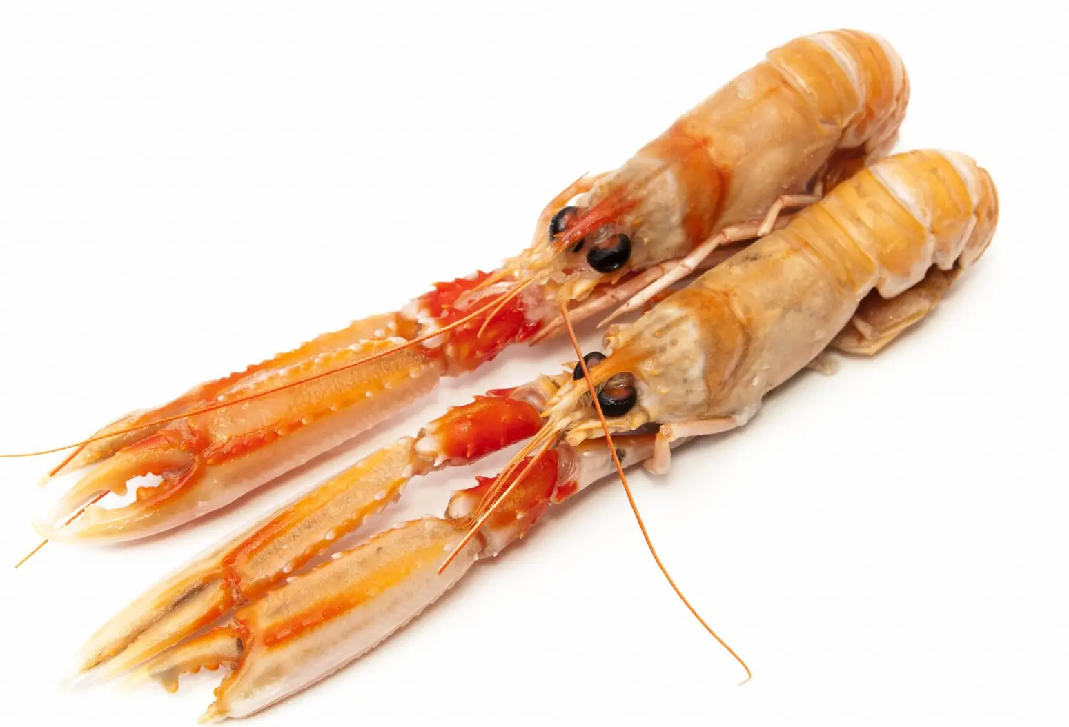Langoustine