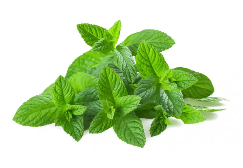 Menthe