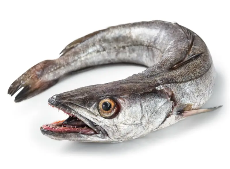 Merlu