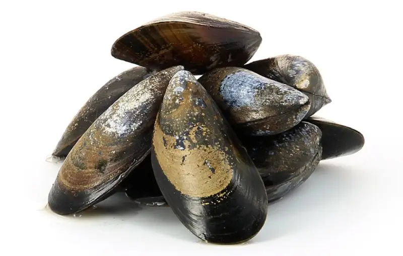 Moule