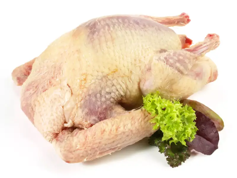 Pigeon