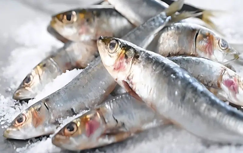 Sardine