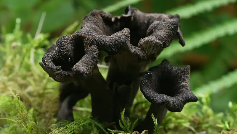 Trompette de la mort