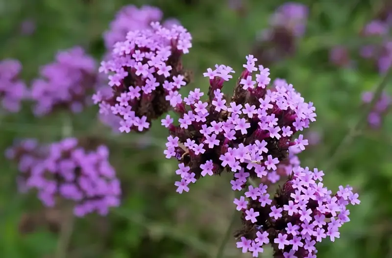 Verveine